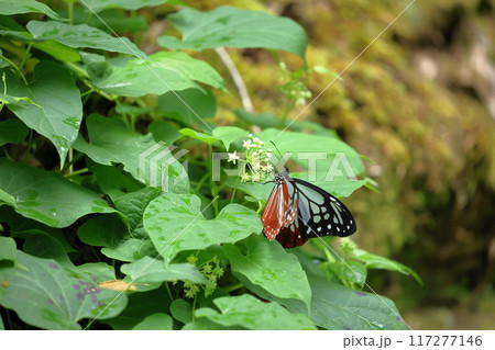 海を渡る蝶　アサギマダラ　富士山の水ヶ塚公園付近 117277146
