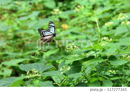 海を渡る蝶 アサギマダラ 富士山の水ヶ塚公園付近 海を渡る蝶 アサギマダラ 富士山の水ヶ塚公園付近 117277163