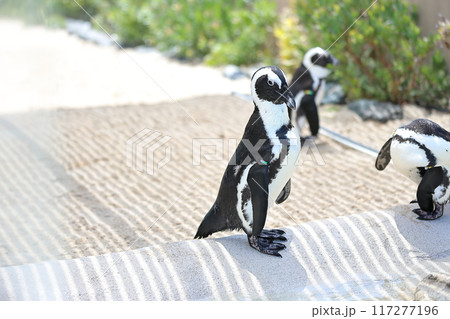 ペンギン 117277196