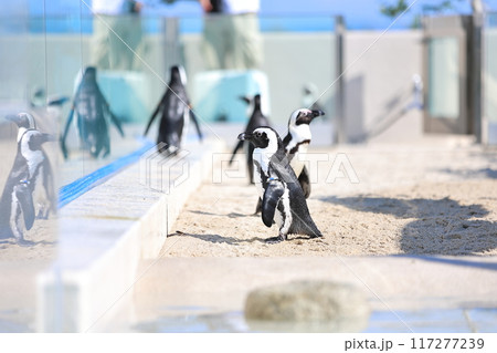 ペンギン ペンギン 117277239