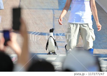 ペンギン ペンギン 117277247