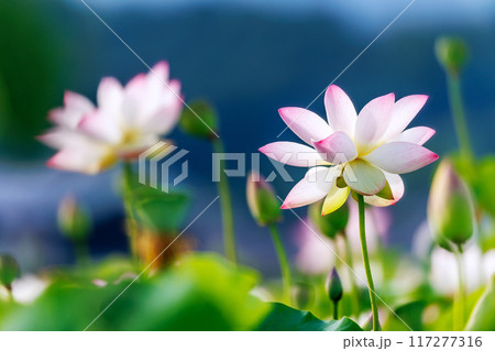 奈良藤原宮跡の蓮 奈良藤原宮跡の蓮 117277316