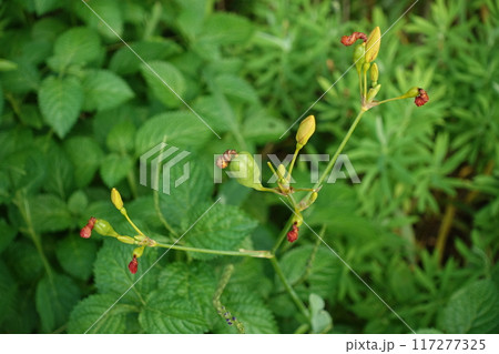 アヤメ科 あやめ科 コチョウラン 117277325