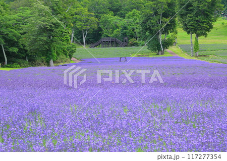 絶景のたんばらラベンダーパーク＜群馬県沼田市玉原高原＞ 117277354