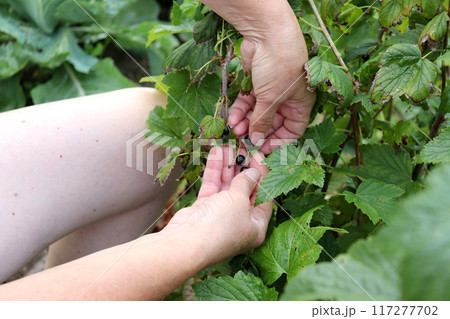 mature arms and legs - woman picks blackcurrant berries mature arms and legs - woman picks blackcurrant berries 117277702