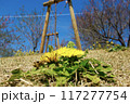 タンポポ 117277754