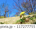 春のタンポポ 117277755