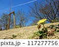 青い空とタンポポ 117277756