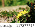 黄色いタンポポ 117277757