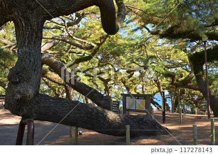 静岡・三保の松原 静岡・三保の松原 117278143