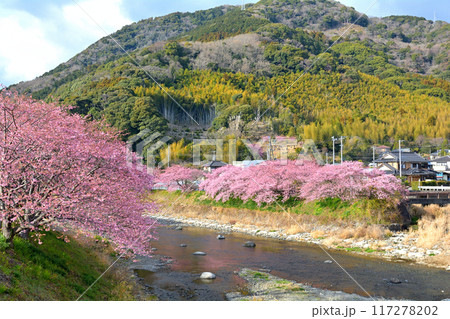 伊豆・河津桜 117278202