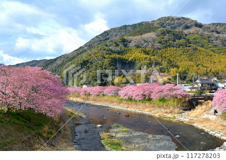 伊豆・河津桜 117278203
