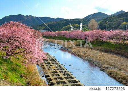 伊豆・河津桜 117278208