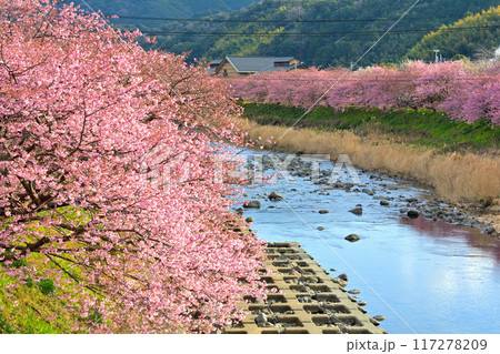 伊豆・河津桜 伊豆・河津桜 117278209