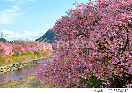 伊豆・河津桜 伊豆・河津桜 117278210