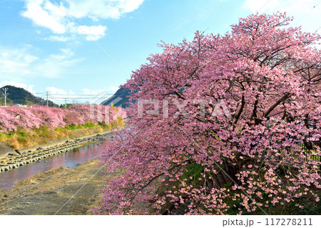 伊豆・河津桜 117278211
