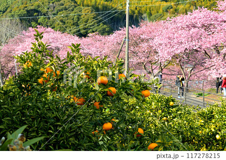 伊豆・河津桜 117278215