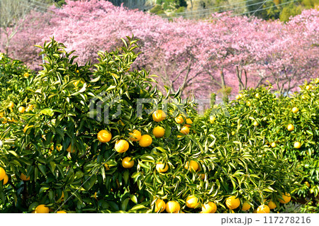 伊豆・河津桜 伊豆・河津桜 117278216