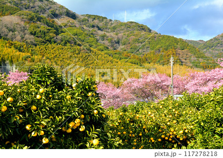 伊豆・河津桜 117278218