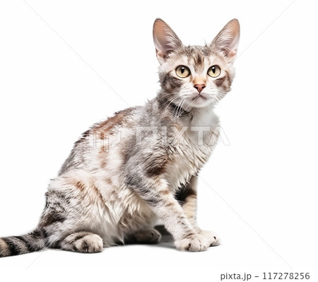猫(デボンレックス) 117278256