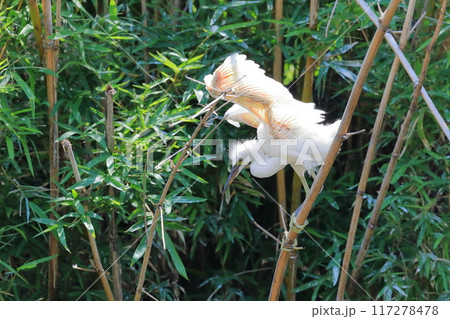飛び立つシロサギ 117278478