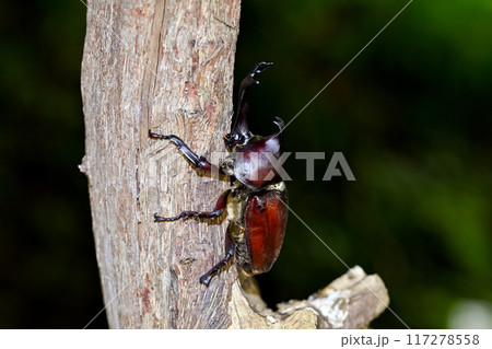 カブトムシ カブトムシ 117278558