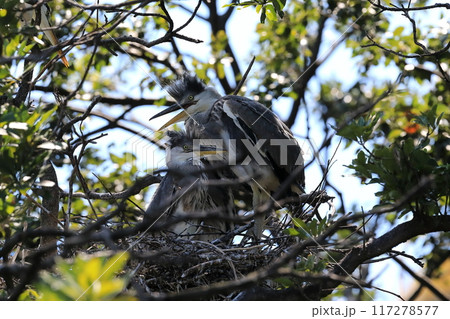 サギの幼鳥 117278577