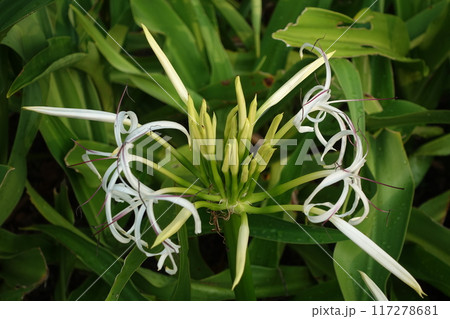 君子蘭 きれい 美しい 117278681