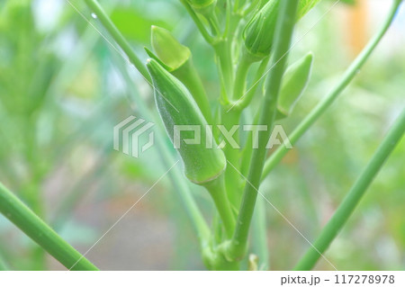 オクラ 代表的な夏野菜 オクラ 代表的な夏野菜 117278978