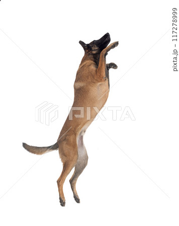 malinois in studio 117278999