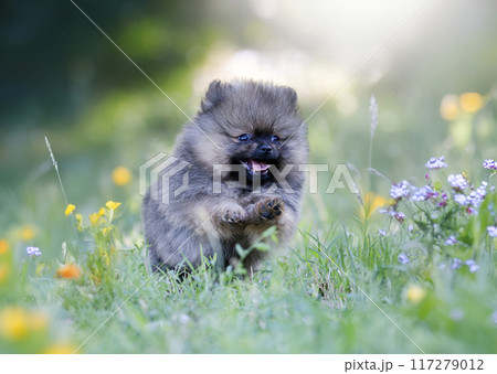 puppy pomeranian in nature puppy pomeranian in nature 117279012