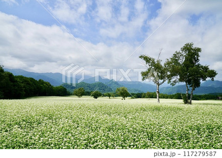 たかつえそば畑 117279587