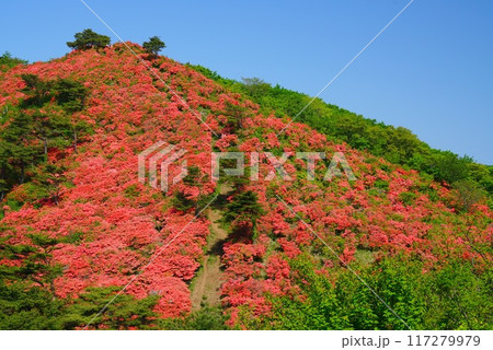 山躑躅が朱に染め尽くす徳仙丈山 山躑躅が朱に染め尽くす徳仙丈山 117279979