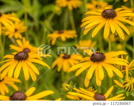 Black-eyed Susan flowers in blossom 117280067