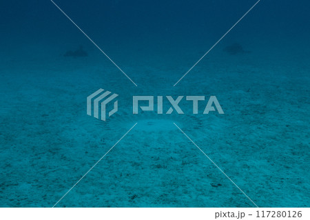 水中のミステリーサークル 水中のミステリーサークル 117280126