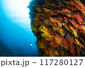 カラフルな珊瑚の壁とダイバー 117280127
