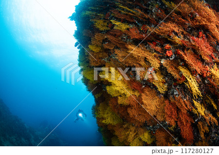 カラフルな珊瑚の壁とダイバー 117280127