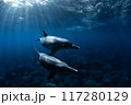 御蔵島の青い海を泳ぐイルカたち 117280129