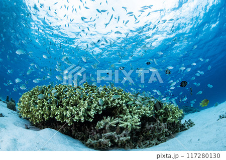 世界が恋する海、座間味島の風景 世界が恋する海、座間味島の風景 117280130