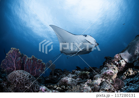 石垣島のマンタ 石垣島のマンタ 117280131