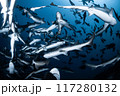 千葉の海に群れるサメ 117280132