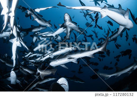 千葉の海に群れるサメ 117280132