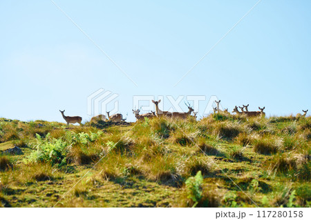 鹿の群れ 117280158