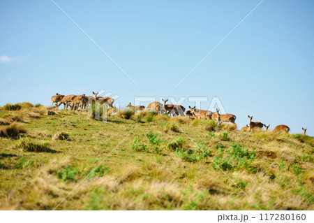 鹿の群れ 鹿の群れ 117280160