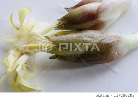 ミョウガの花 クリーム色の茗荷の花 ミョウガの花 クリーム色の茗荷の花 117280208