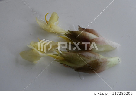 ミョウガの花 クリーム色の茗荷の花 ミョウガの花 クリーム色の茗荷の花 117280209