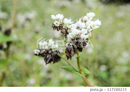 ソバの花とソバの実からそば粉が作られる 117280215