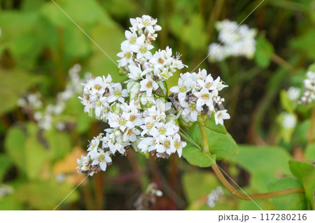 ソバの花とソバの実からそば粉が作られる ソバの花とソバの実からそば粉が作られる 117280216
