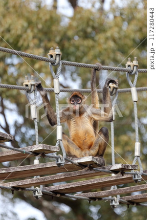 クモザル、ジェフロイクモザル）木の吊り橋 117280448