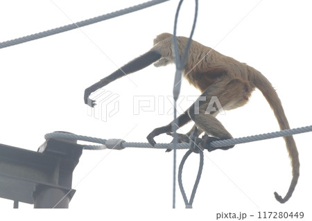 クモザル、ジェフロイクモザル)綱渡り クモザル、ジェフロイクモザル)綱渡り 117280449